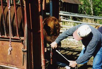 Diagnosing and Treating Hardware Disease in Cattle